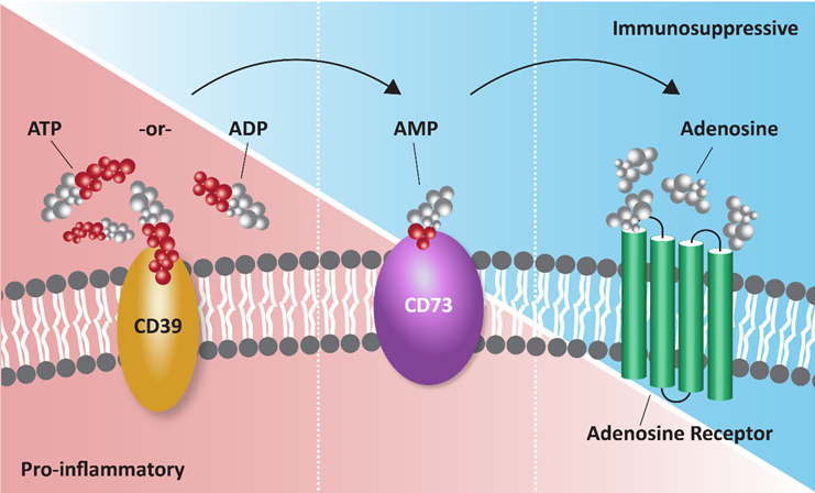 cd39